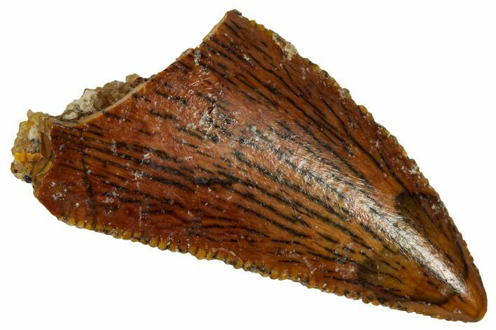 Serrated Raptor Tooth - Real Dinosaur Tooth #332884